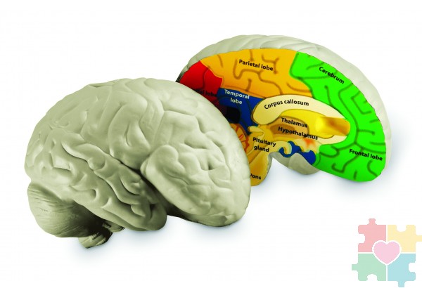 Развивающая игрушка "Мозг человека модель в разрезе" (демонстрационный материал из мягкой пены, 12.5см., 1 элемент )