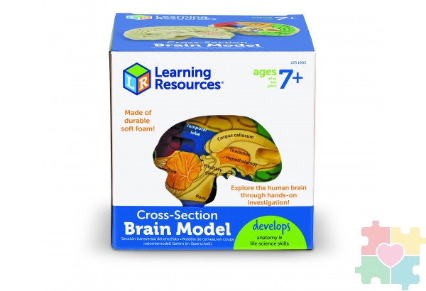 Развивающая игрушка "Мозг человека модель в разрезе" (демонстрационный материал из мягкой пены, 12.5см., 1 элемент )
