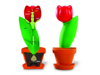 Развивающая игрушка "Цветок модель в сечении" (демонстрационный материал из мягкой пены, 15см., 1 элемент )