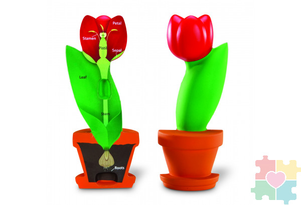 Развивающая игрушка "Цветок модель в сечении" (демонстрационный материал из мягкой пены, 15см., 1 элемент )