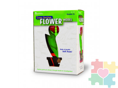 Развивающая игрушка "Цветок модель в сечении" (демонстрационный материал из мягкой пены, 15см., 1 элемент )