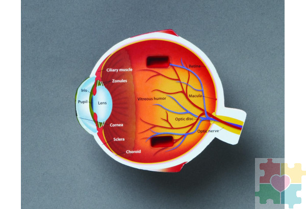 Развивающая игрушка "Глаз человека модель в разрезе" (демонстрационный материал из мягкой пены, 14см., 1 элемент )