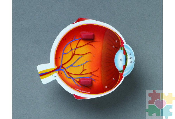 Развивающая игрушка "Глаз человека модель в разрезе" (демонстрационный материал из мягкой пены, 14см., 1 элемент )