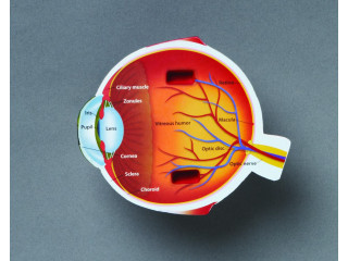 Развивающая игрушка "Глаз человека модель в разрезе" (демонстрационный материал из мягкой пены, 14см., 1 элемент )