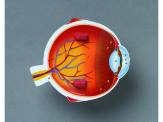 Развивающая игрушка "Глаз человека модель в разрезе" (демонстрационный материал из мягкой пены, 14см., 1 элемент )