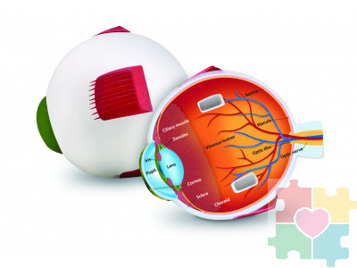 Развивающая игрушка "Глаз человека модель в разрезе" (демонстрационный материал из мягкой пены, 14см., 1 элемент )