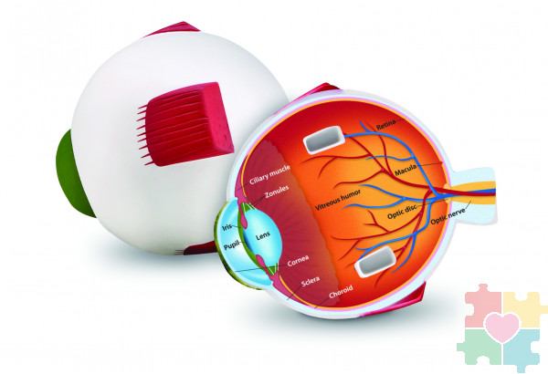 Развивающая игрушка "Глаз человека модель в разрезе" (демонстрационный материал из мягкой пены, 14см., 1 элемент )