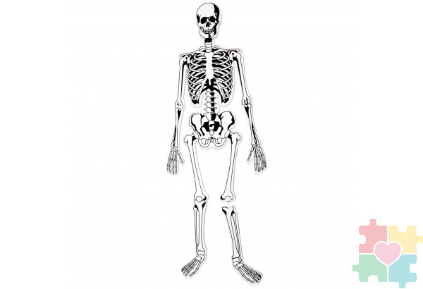 Напольный пазл "Скелет" (122см., 15 элементов)