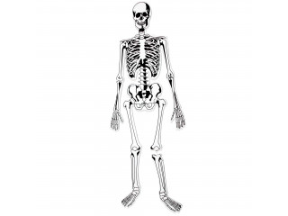 Напольный пазл "Скелет" (122см., 15 элементов)