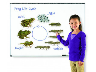 Развивающая игрушка "Жизненный цикл лягушки", магнитный (демонстрационный материал, 9 элементов )