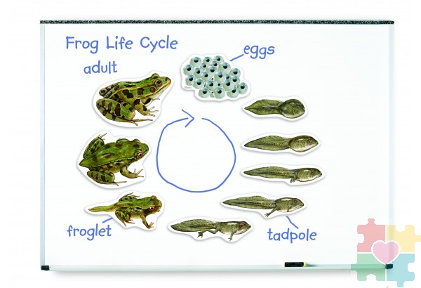 Развивающая игрушка "Жизненный цикл лягушки",магнитный (демонстрационный материал, 9 элементов )