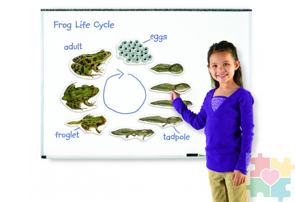 Развивающая игрушка "Жизненный цикл лягушки", магнитный (демонстрационный материал, 9 элементов )