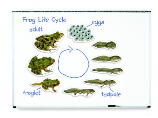 Развивающая игрушка "Жизненный цикл лягушки", магнитный (демонстрационный материал, 9 элементов )