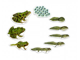 Развивающая игрушка "Жизненный цикл лягушки", магнитный (демонстрационный материал, 9 элементов )