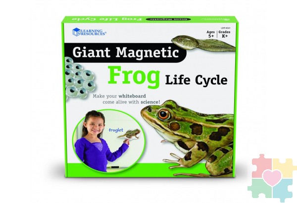 Развивающая игрушка "Жизненный цикл лягушки",магнитный (демонстрационный материал, 9 элементов )