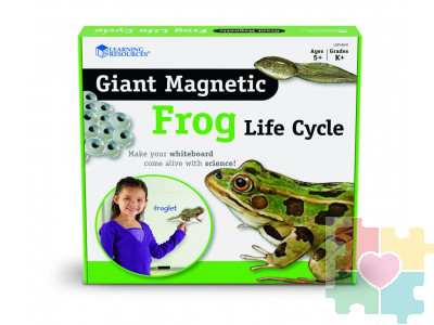 Развивающая игрушка "Жизненный цикл лягушки", магнитный (демонстрационный материал, 9 элементов )