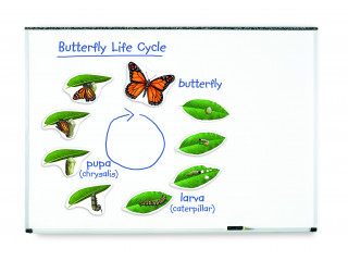 Развивающая игрушка "Жизненный цикл бабочки", магнитный (демонстрационный материал, 9 элементов)