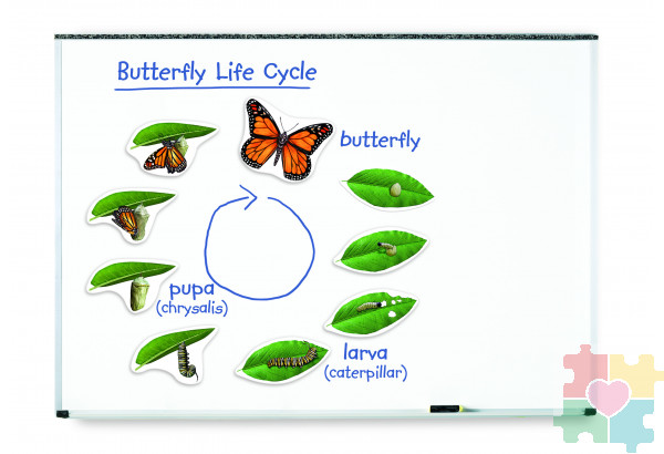 Развивающая игрушка "Жизненный цикл бабочки", магнитный (демонстрационный материал, 9 элементов)