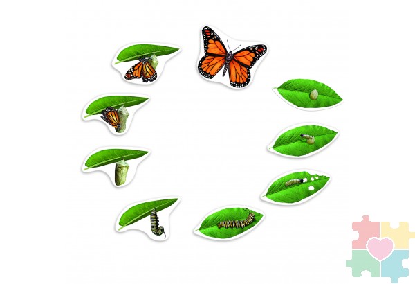 Развивающая игрушка "Жизненный цикл бабочки", магнитный (демонстрационный материал, 9 элементов)