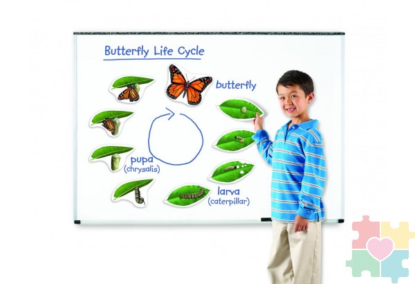 Развивающая игрушка "Жизненный цикл бабочки", магнитный (демонстрационный материал, 9 элементов)