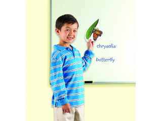 Развивающая игрушка "Жизненный цикл бабочки", магнитный (демонстрационный материал, 9 элементов)