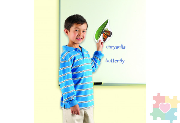 Развивающая игрушка "Жизненный цикл бабочки", магнитный (демонстрационный материал, 9 элементов)