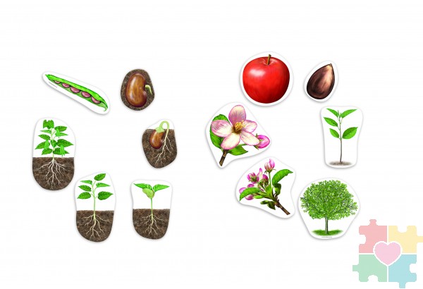 Развивающая игрушка "Жизненный цикл растений",магнитный (демонстрационный материал, 12 элементов)