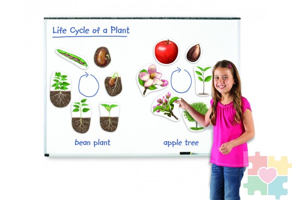 Развивающая игрушка "Жизненный цикл растений",магнитный (демонстрационный материал, 12 элементов)