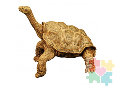 Фигурка игрушка серии "Мир диких животных": рептилия Черепаха