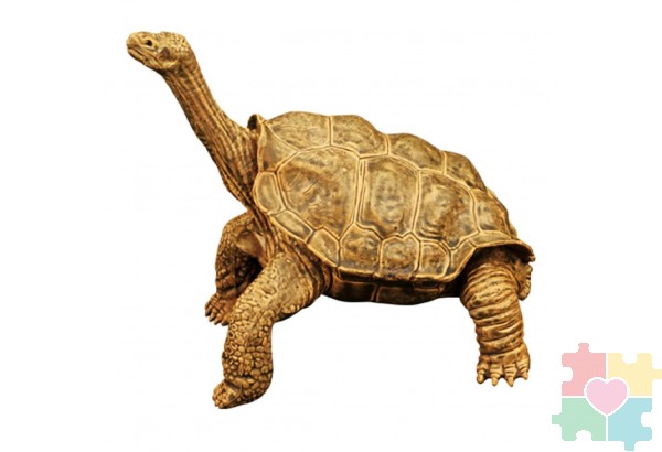 Фигурка игрушка серии "Мир диких животных": рептилия Черепаха