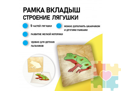Строение лягушки