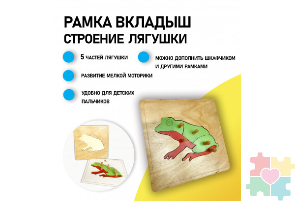 Строение лягушки