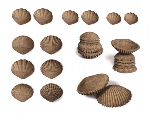 Ракушки морские (тактильные) Эко (36 шт.)