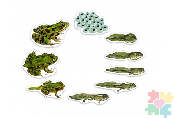 Магнитный набор "Жизненный цикл лягушки"