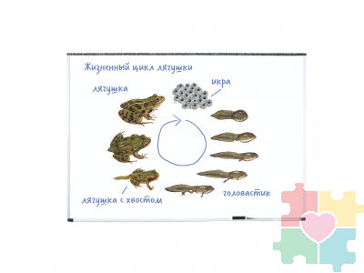 Магнитный набор "Жизненный цикл лягушки"