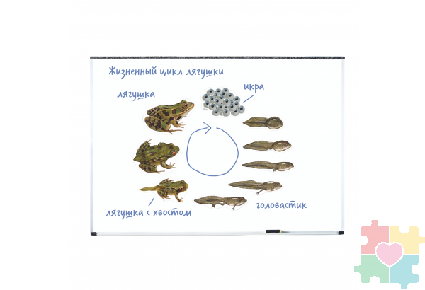 Магнитный набор "Жизненный цикл лягушки"